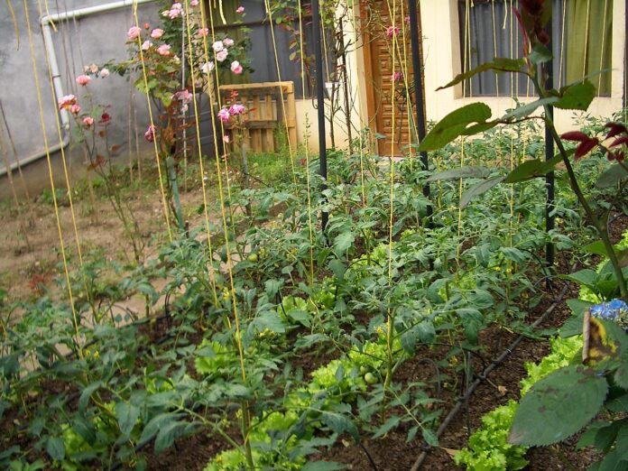 Home Gardening India