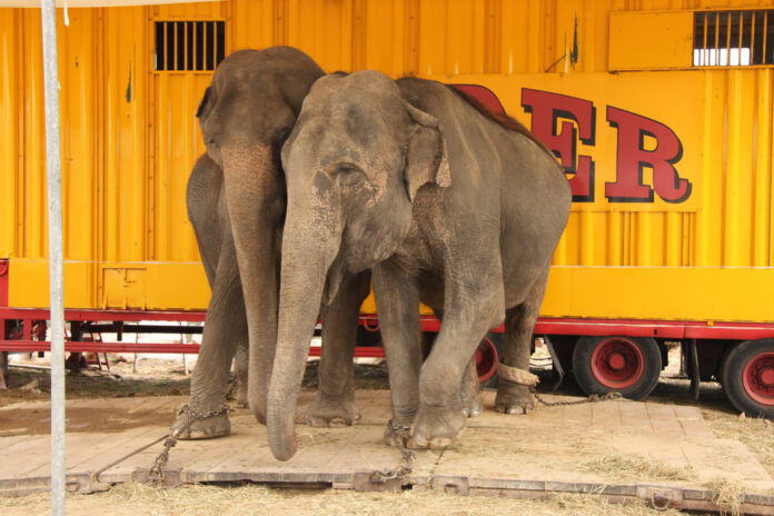 Circus Animals