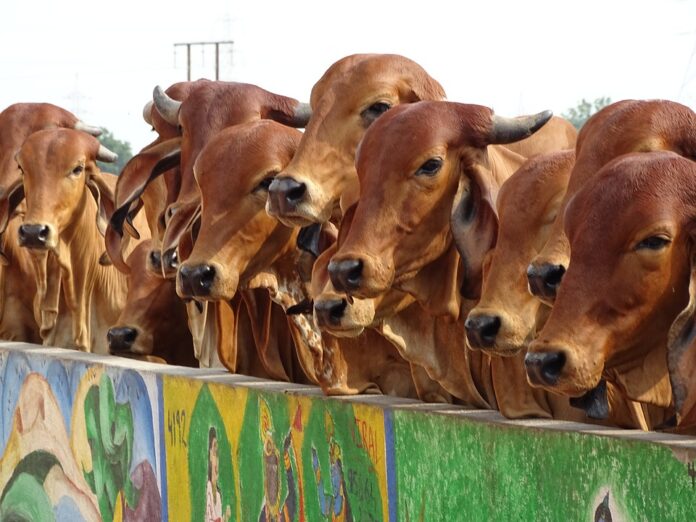 Milk Cows