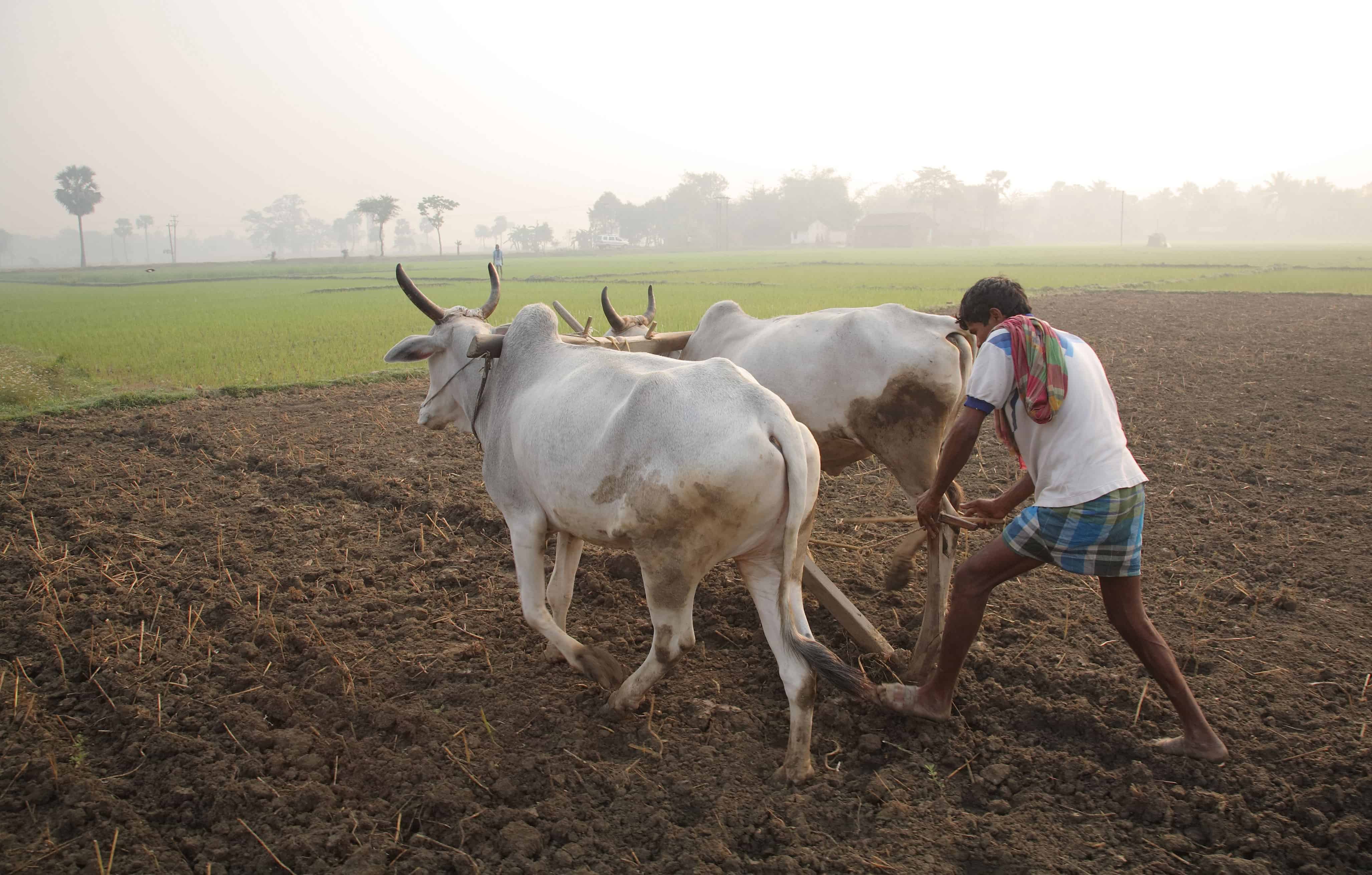 Farmers in India