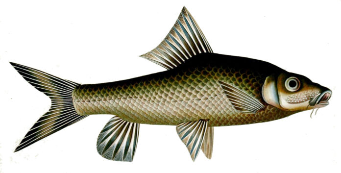 Humpback Mahseer