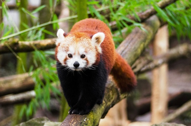 red panda