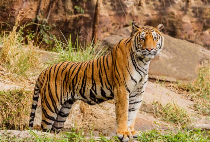 Royal Bengal Tiger