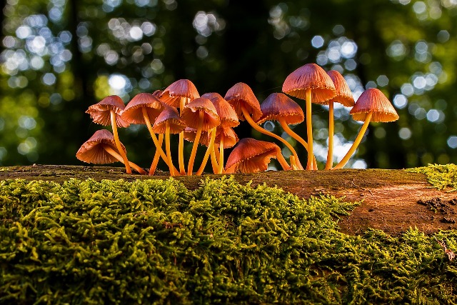 mushrooms