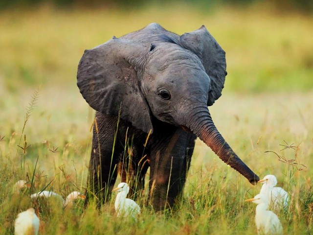 Baby elephant