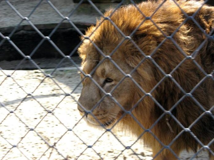 Human animal conflict