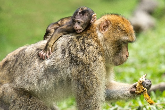 monkey with her baby