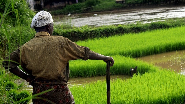 farmer