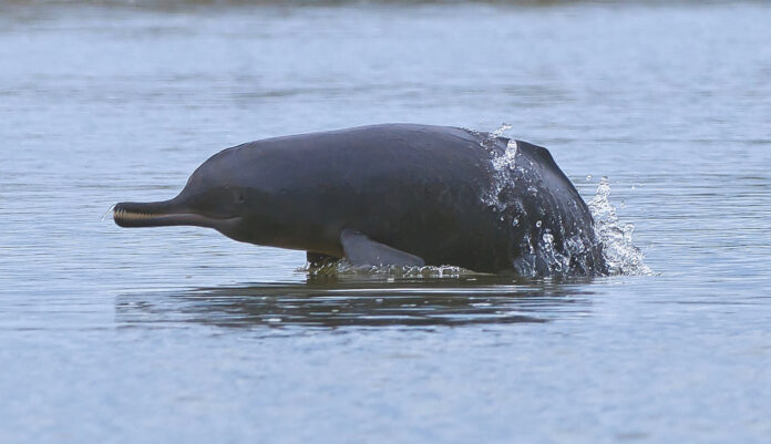 Indus River Dolphin