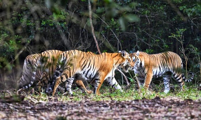 International Tiger Day: Rs 20 million donated through CSR for tiger conservation initiatives across Tamil Nadu and Karnataka