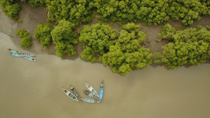 CSR: JSW Strengthens Mangrove Restoration Project in Raigad