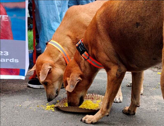 Community animal welfare drive hosted in Kolkata