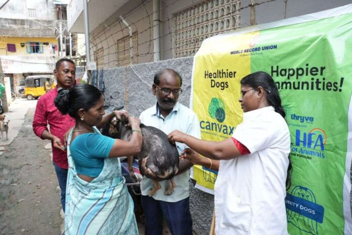 More than 1000 dogs vaccinated in Chennai as part of Canvax2023