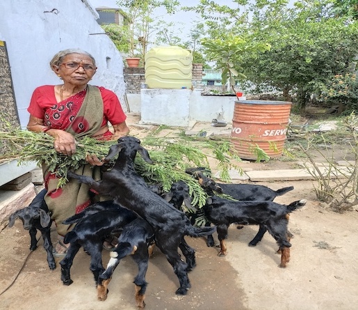 Sustainable livelihood created through goat rearing under CSR