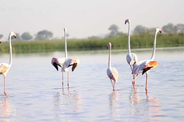 Nalsarovar-Gujarat