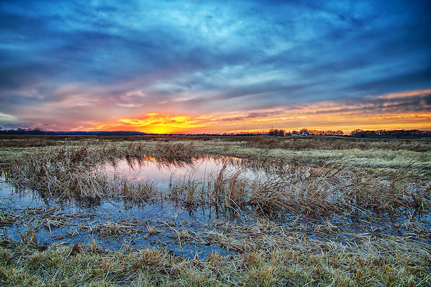 Wetland