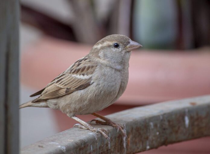 House Sparrow