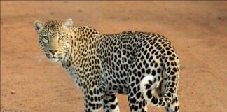 13,874 Leopards in India, highest in Madhya Pradesh