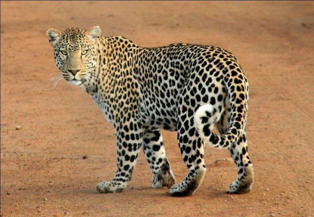 13,874 Leopards in India, highest in Madhya Pradesh