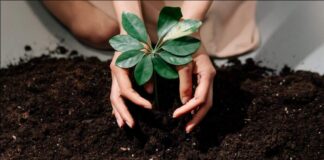 Students of Adani Vidya Mandir, Bhadreshwar, pledge to plant over 25,000 saplings