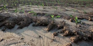 Study Reveals Alarming Soil Erosion Trends Across India