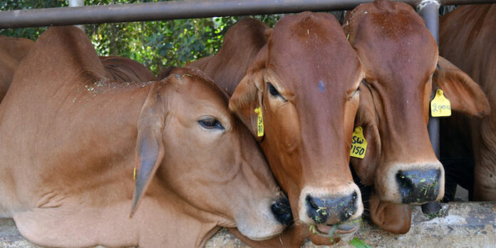 यूपी में छुट्टा जानवरों से मिलेगी राहत, Animal Welfare पर योगी सरकार करेगी 4 हज़ार करोड़ खर्च