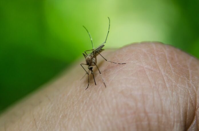 National Dengue Day 2024: Leading Vaccine Candidates Make Strides Toward Availability National Dengue Day 2024: Leading Vaccine Candidates Make Strides Toward Availability
