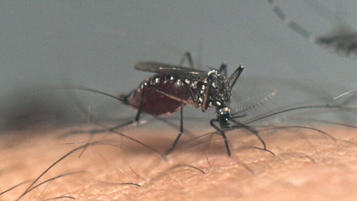 IITM Research Develop Warning System That Can Dengue Outbreak Two Months In Advance