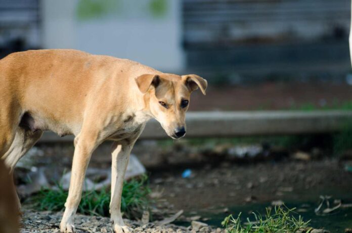 Animal Protection Organizations Condemn The Shocking Animal Cruelty Incident in Telangana