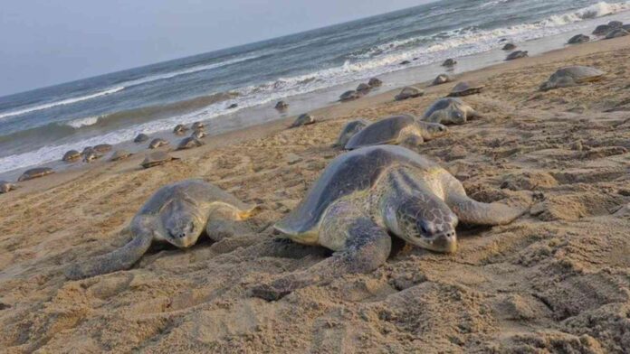 Record Number Olive Ridley Turtles Nest at Odisha’s Rushikulya Beach